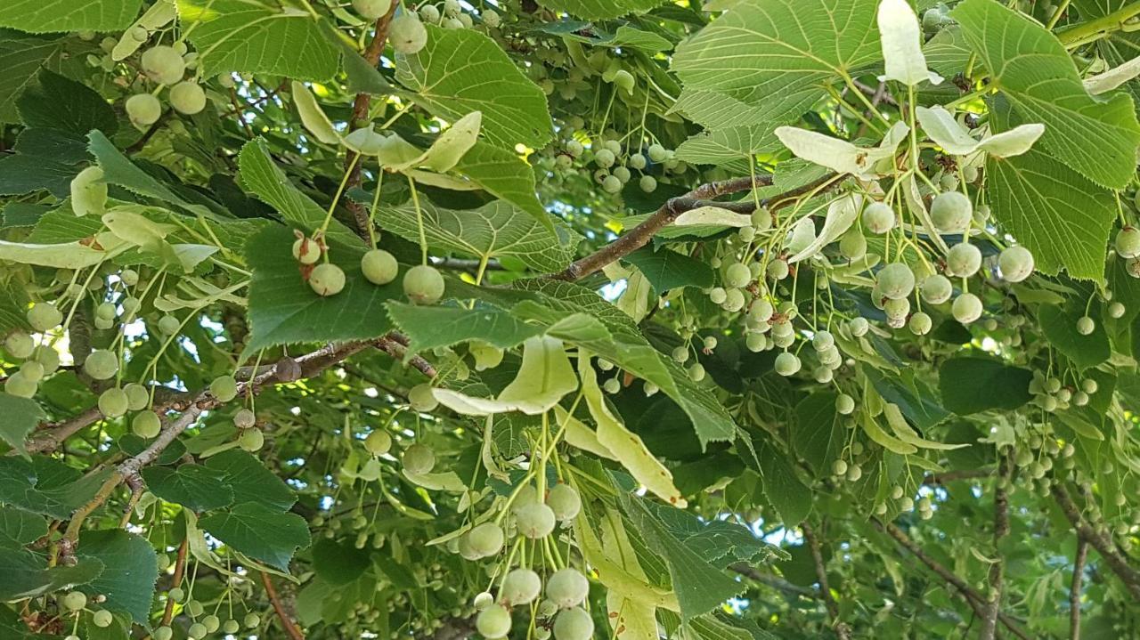 Les 7 Tilleuls - Gite Mesland Exteriör bild